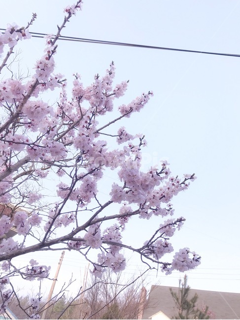 꽃,벚꽃,봄,야외,분홍색,봄,계절,spring,season,식물,자연,plants,nature,꽃,flower,plant,blossom