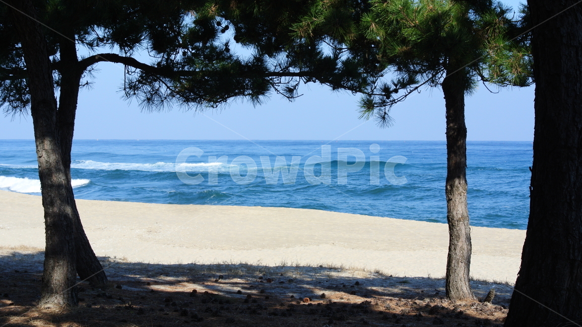 tree,나무,plant,식물,소나무,바다,해안가,sea,해변,바다,beach,sea