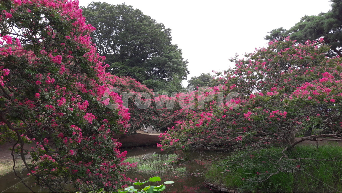 담양,명옥헌,배롱나무꽃,반영,원림,정원,자연,풍경,nature,landscape,한국자연풍경,한국자연경관,korea nature landscape,outdoors,옥외,plant,식물,garden,arbour,정자