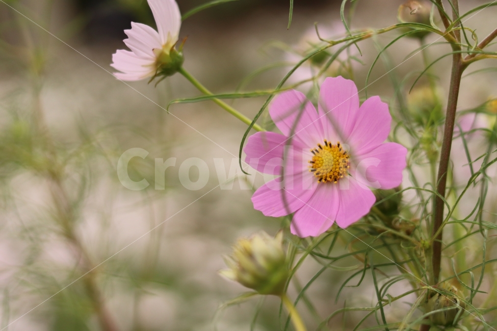 코스모스,cosmos,가을,가을꽃,flower,fall,autumn,캐논200D,canon200D,가을,계절,fall,autumn,season,식물,자연,plants,nature,꽃,flower,감성,sensible,feeling,plant,blossom,geranium,제라늄