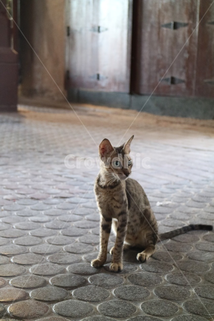 pet,애완동물,cat,고양이,animal,포유류,동물,animal,포유류,mammal,고양이,cat,kitten,kitty
