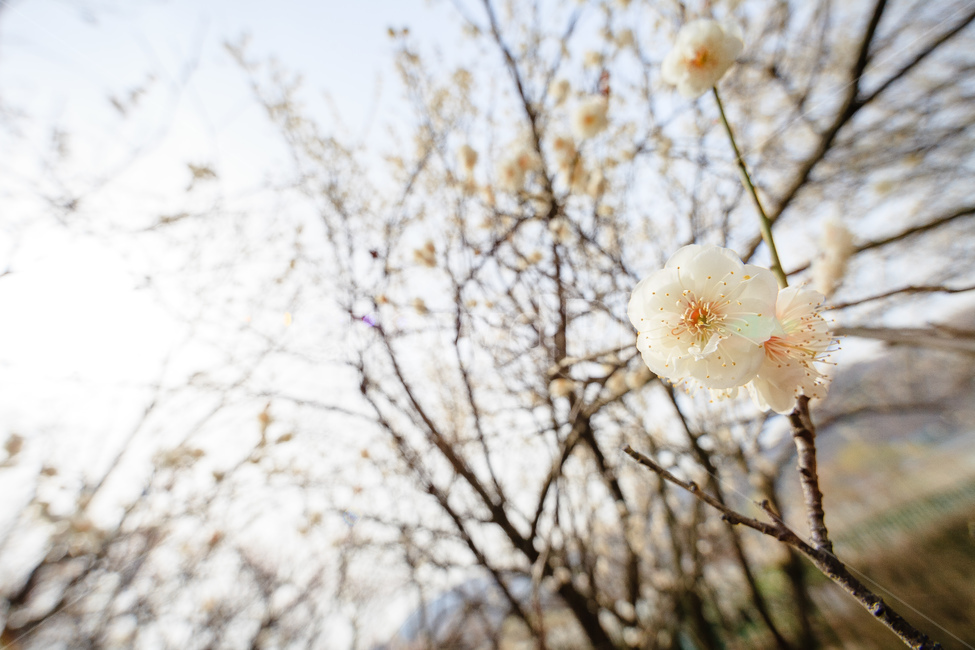 매화,식물,꽃,봄,꽃들,꽃잎,봄,계절,spring,season,식물,자연,plants,nature,꽃,flower,plant