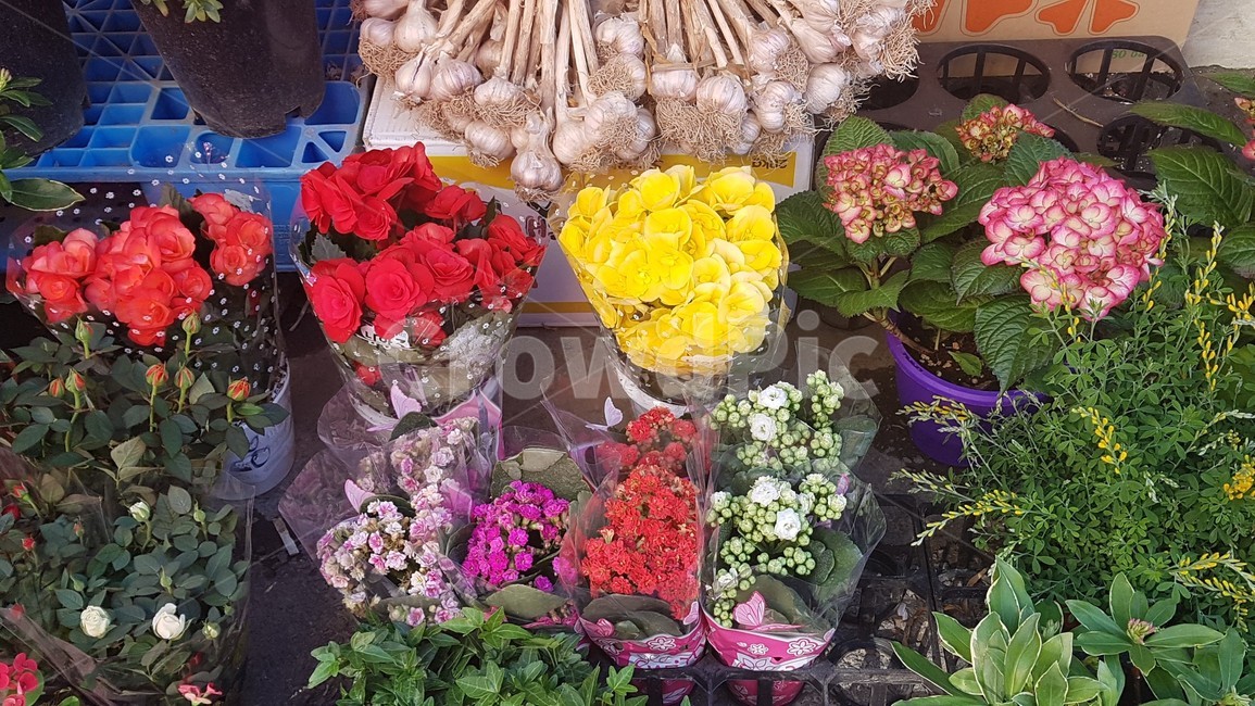 봄,식물,blossom,꽃,plant,flower