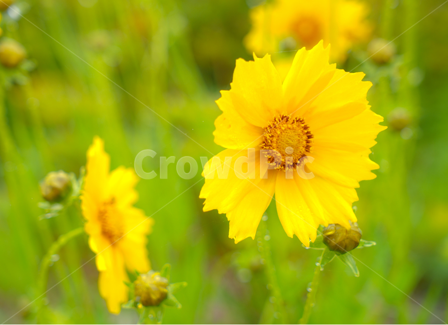 꽃,들꽃,야생화,비,봄비,노란꽃,식물,자연,plants,nature,꽃,flower