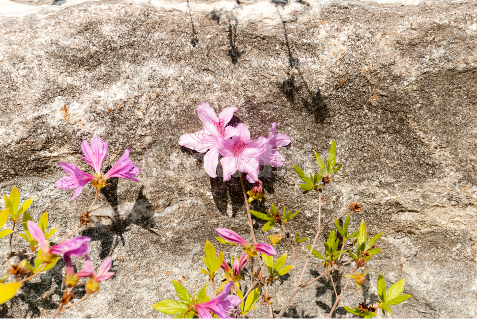 산철쭉,철쭉,봄,꽃,생화,공원,식물,조경,분홍,spring,season,flowe,만개,만발,자연,향기,아름다운,화사한,나뭇가지,봄꽃,돌,봄,계절,spring,season,식물,자연,plants,nature,꽃,flower,plant,ground,바닥,blossom