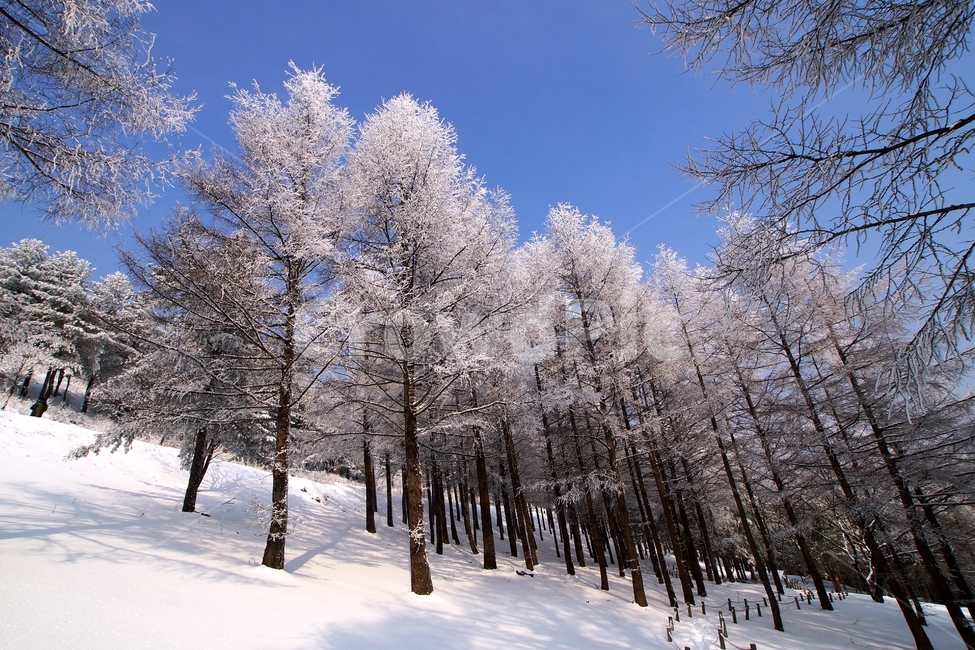 함백산,만항재,설경,풍경,겨울,겨울,계절,winter,season,자연,풍경,nature,landscape,outdoors,옥외,plant,식물,tree,나무,fir,전나무