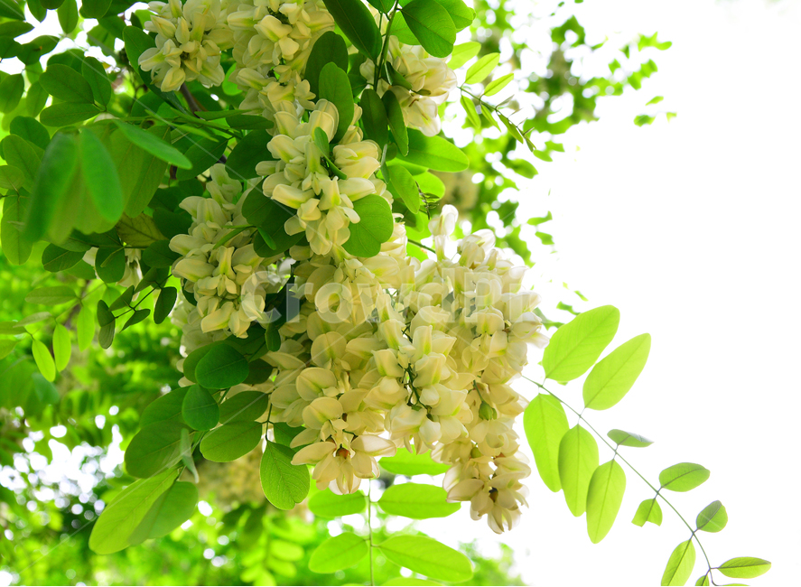 아카시아,꿀,향기,시즌,풍경,흰색,자연,식물,season,계절,5월,아름다운,flowers,귀화식물,콩과,나무꽃,향긋한,효소,식용,밀원식물,plant,fragrant,scent,aroma,식물,자연,plants,nature,꽃,flower
