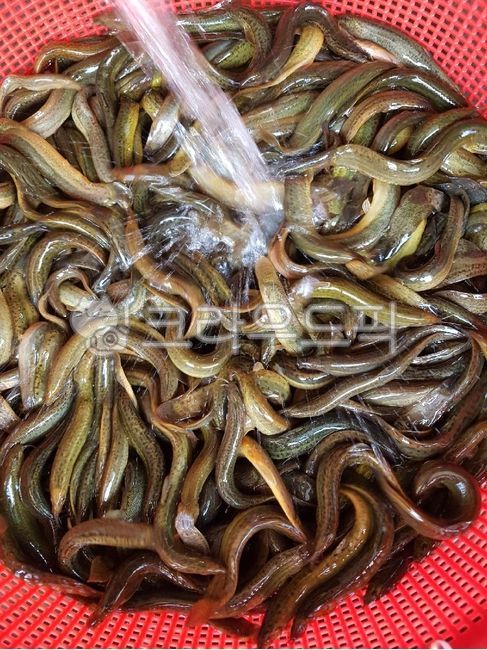 fish,미꾸라지,미꾸리,추어,탕재료,생물,미꾸리과,추어탕,민물고기,요리재료,물,water,생선,어류,물고기,플라스틱,소쿠리,국내산,국산식재료,음식재료,자연산,loach,원형소쿠리,추어탕재료,국산,식재료,chutang,socuri,circularsocuri,plastic,식용물고기,식용,freshwaterfish,food,loachsoup,edible,ediblefish,fishes,foodingredients,cookingmaterial,foodstuff,수산물,marineproducts,chueotangingredients,slipperyloach,mudfish,chueotang,edibility,loachfish,nativeloach,토종미꾸라지