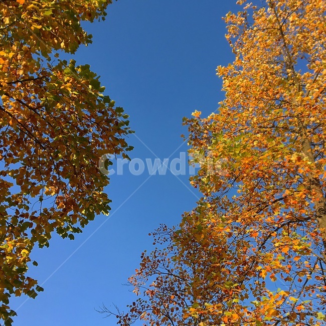 단풍,나무,낙엽,가을,식물,plant,leaf,잎,tree,fall