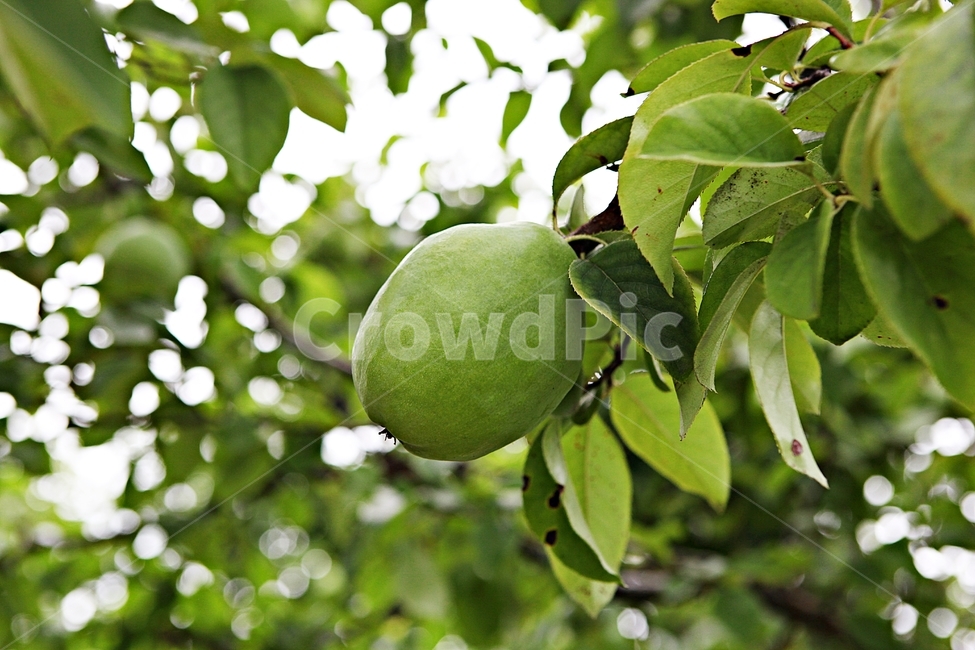 모과,과일,먹거리,모과나무,잎,자연,과일,열매,fruit