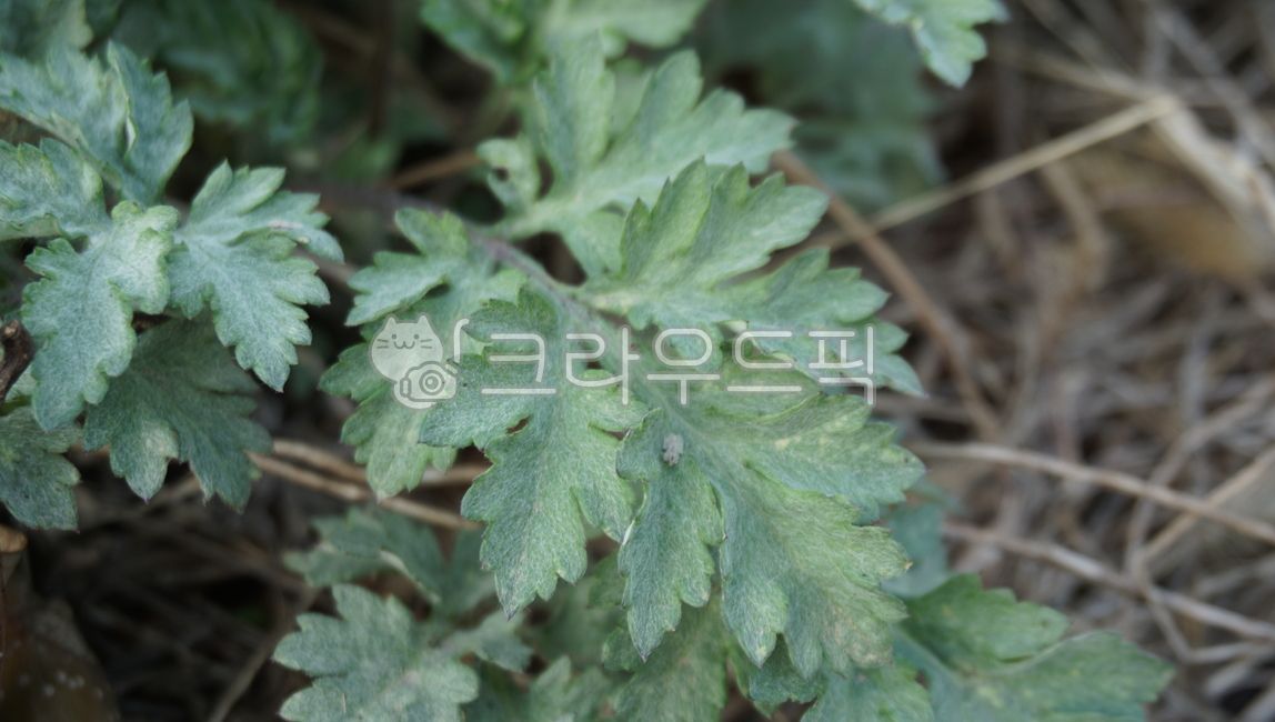 봄, spring, 쑥, mugwort, herbs, 사진,이미지,일러스트,캘리그라피 - style125작가