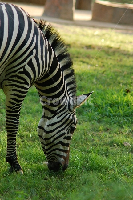 동물,animal,자연,nature,동물원,포유류,얼룩말,동물,animal,포유류,mammal