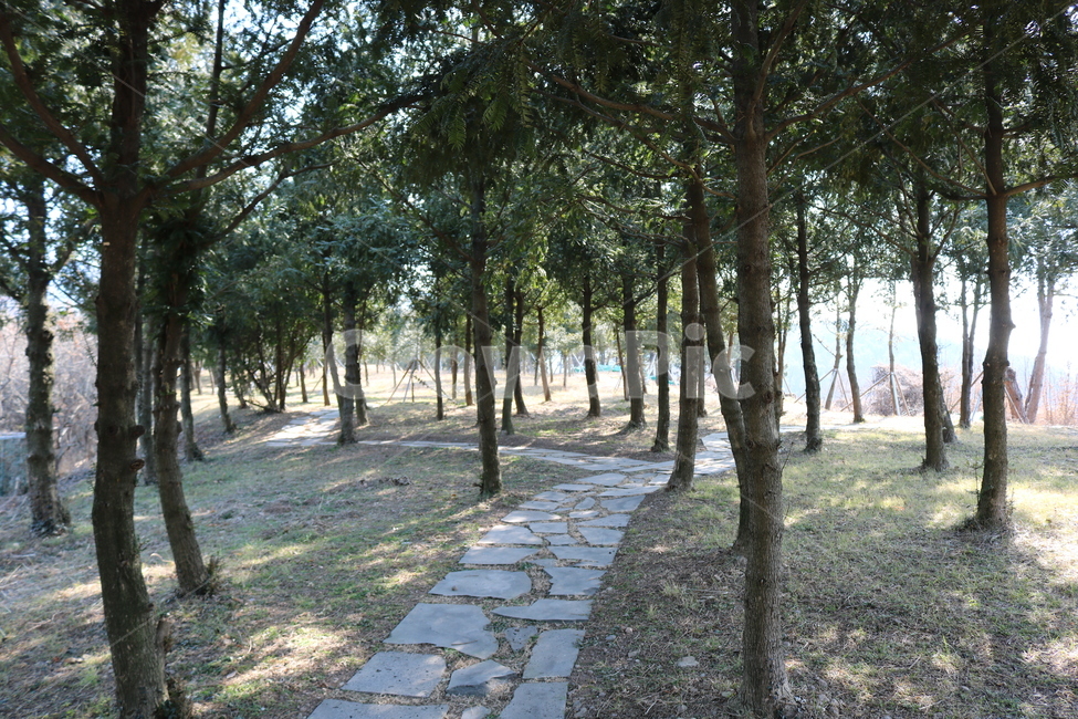 숲,나무,비자림,비자,나무들,숲속,통로,산책,산책로,초목,자연,풍경,nature,landscape,flagstone,판석,path,plant,식물,tree,vegetation