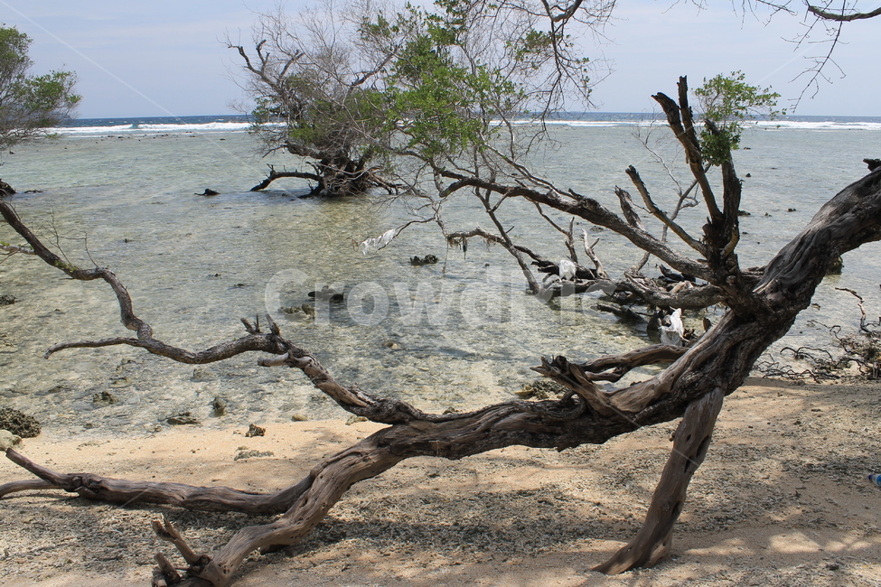 인도네시아,길리,해변,나무,나무해변,indonesia,gili,beach,beachandtree,vacation,nature,sea,고즈넉