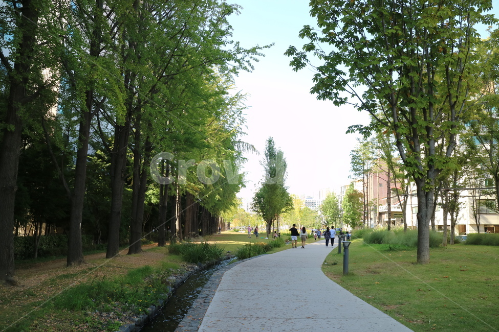 tree,나무,연남동,경의선숲길,산책,산책로,walk,길,road,green,path,통로,여름,summer