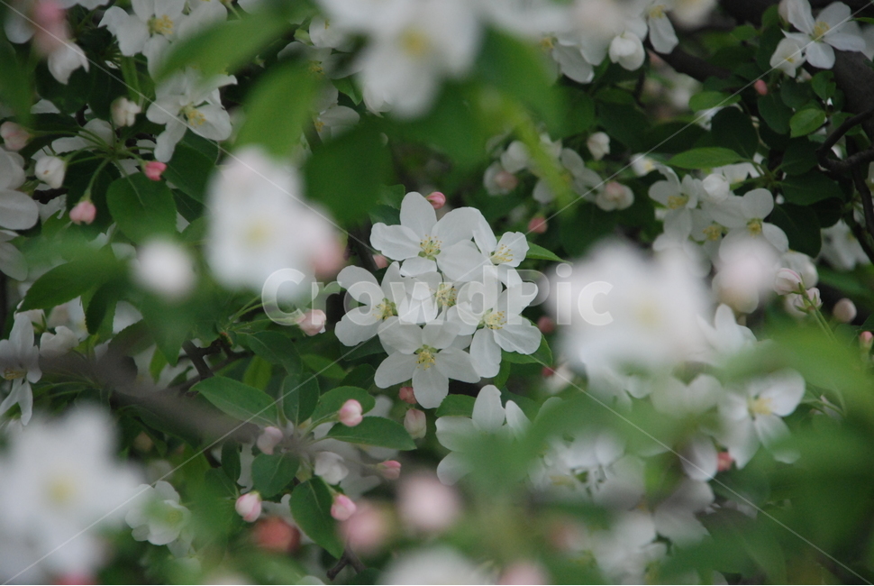 꽃,사과꽃,애기사과꽃,아웃포커싱,식물,힐링,자연,봄,봄,계절,spring,season,식물,자연,plants,nature,꽃,flower,plant,geranium,제라늄,blossom