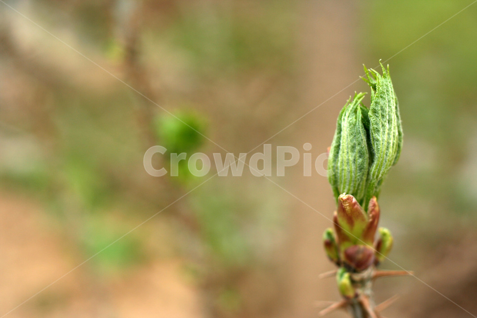 엄나무순,엄나무,임산물,엄나무새순,엄나무나물,식물,자연,plants,nature