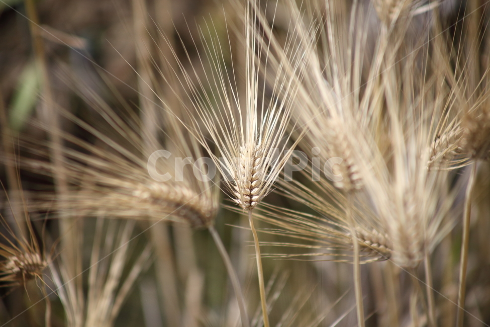 보리,황금보리,농작물,barley,hordeumvulgarel