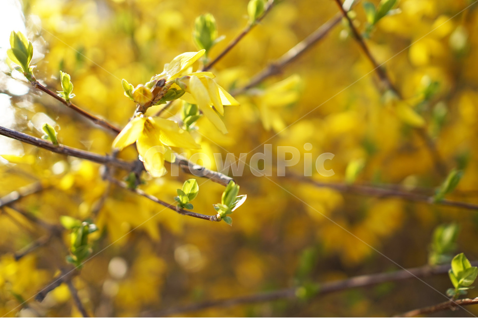 개나리,봄꽃,노란색,역광,꽃나무,봄,계절,spring,season,식물,자연,plants,nature,꽃,flower,leaf,잎,plant