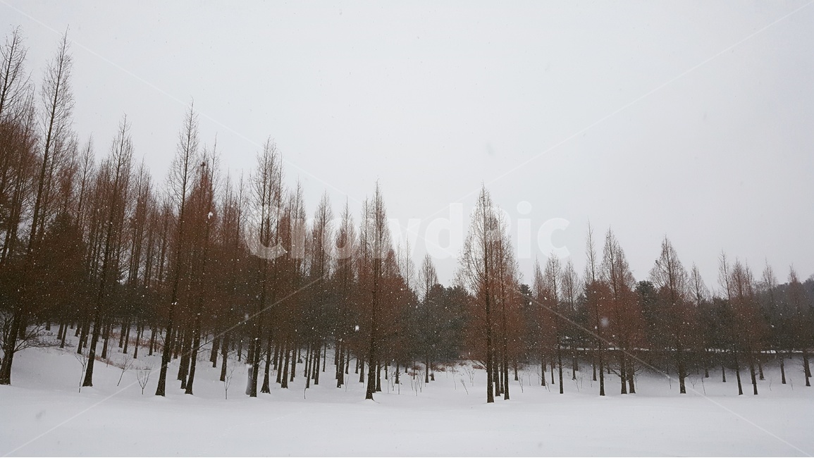 눈,설경,메타세콰이어,나무,겨울,겨울,계절,winter,season,자연,풍경,nature,landscape,tree,plant,식물,fir,전나무,conifer,구과 식물