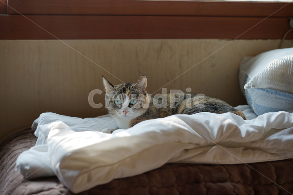 고양이,집고양이,응시,주시,이불위,동물,animal,포유류,mammal,고양이,cat,kitten,kitty