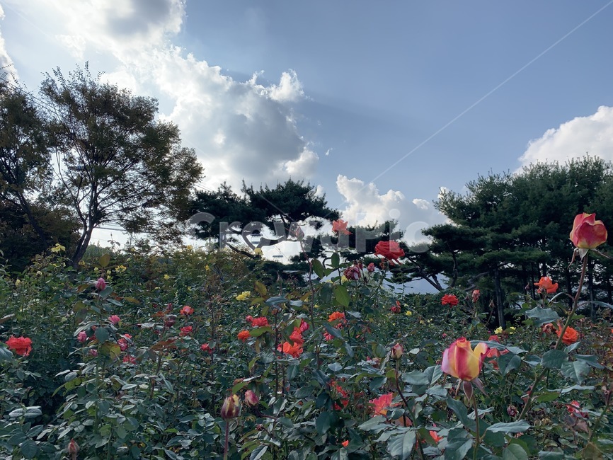 꽃,하늘,나무,풍경,flowers,cloud,식물,plant,blossom,geranium,식물,자연,plants,nature,꽃,flower