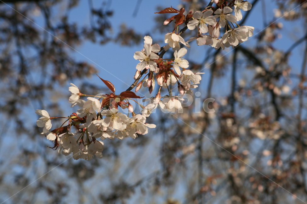 나무,벚꽃,하늘,파란색,푸른,봄,꽃잎,자연,plant,식물,flower,꽃,blossom,식물,자연,plants,nature,꽃,flower