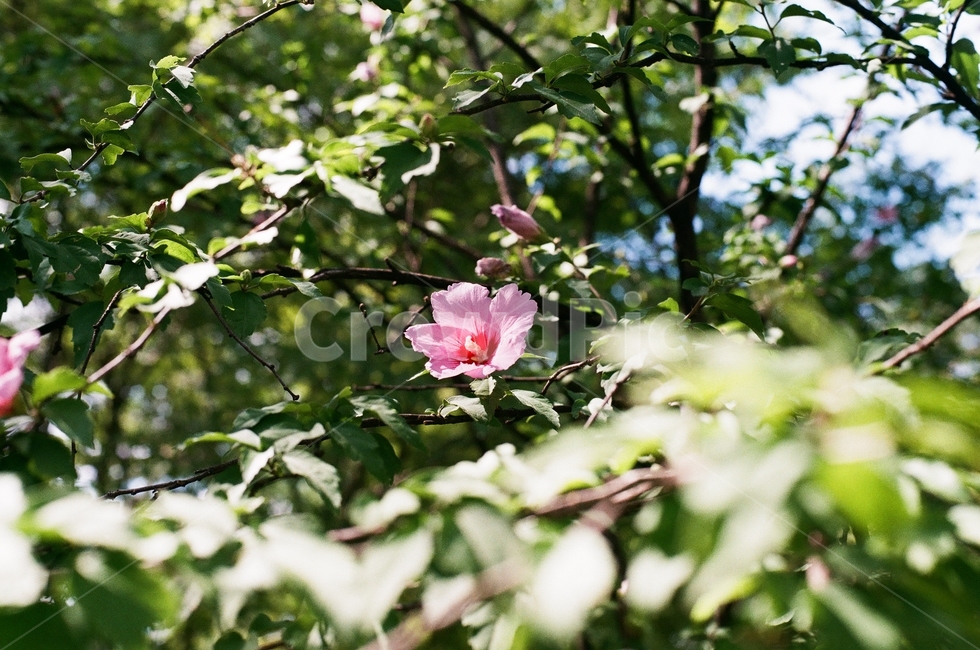 무궁화,꽃,우리나라,한국,여름,초록,분홍,식물,자연,plants,nature,꽃,flower