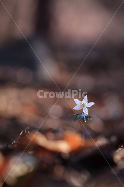 야생화,너도바람꽃,별꽃,봄꽃,봄,보케,wildflower,starflower,spring,식물,자연,plants,nature,꽃,flower