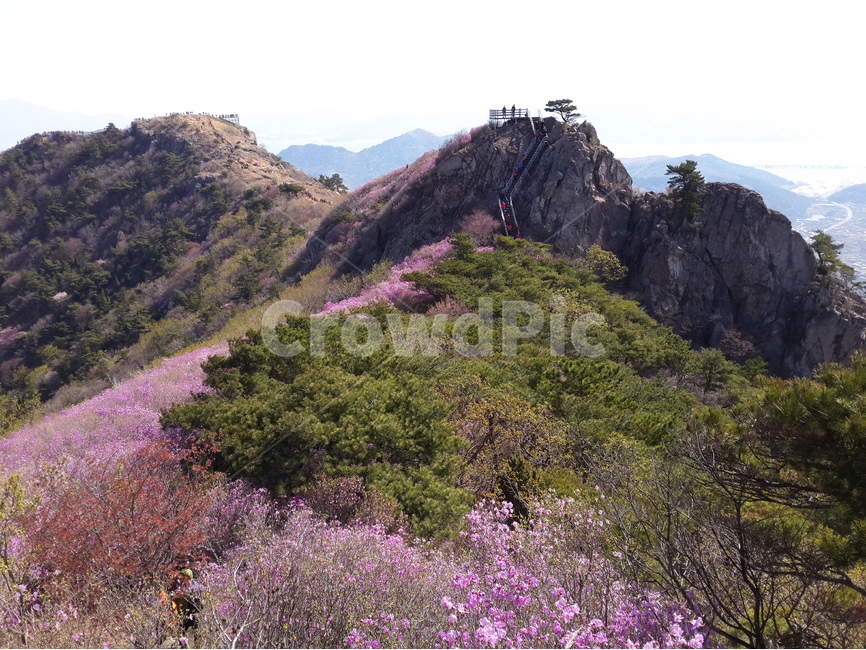영취산,진달래,봄,산,풍경,꽃,자연,풍경,nature,landscape,사람들,대중,군중,other people,crowd,outdoors,옥외