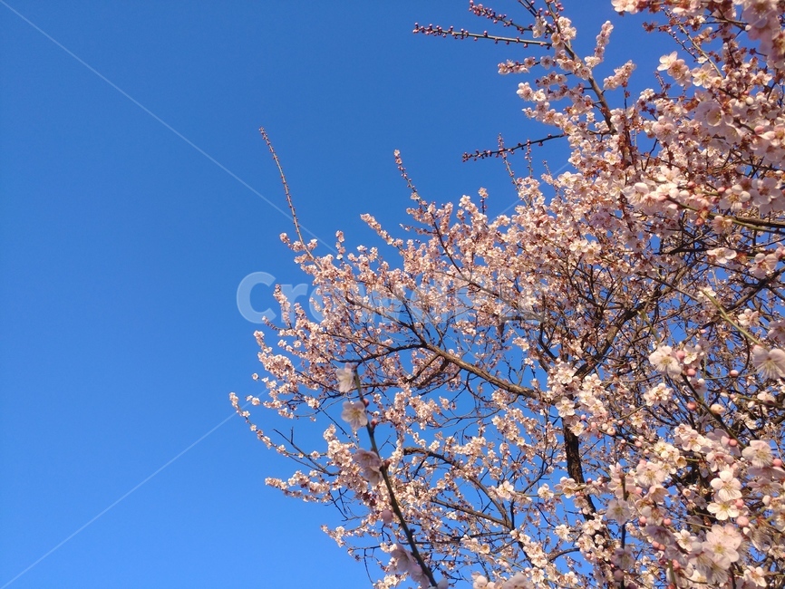 꽃,flower,식물,하늘,자연