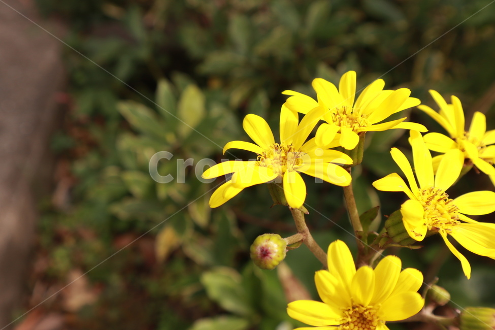 들꽃,봄,노란색,식물,풀,자연,spring,flower