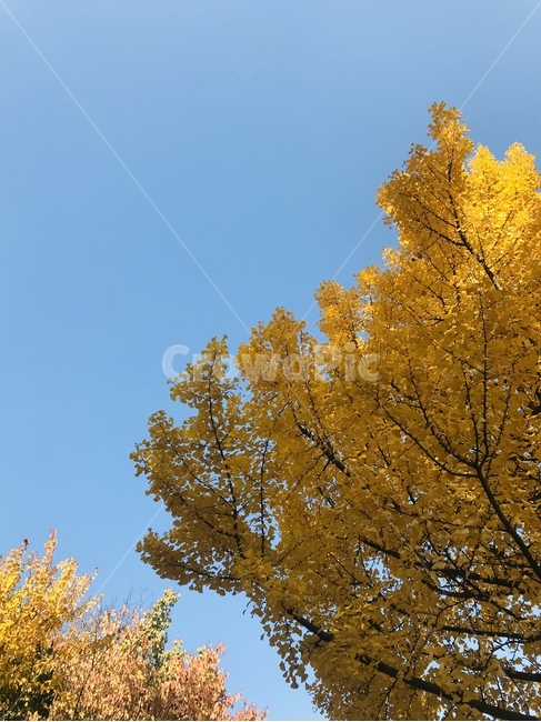 가을,낙엽,가을하늘,단풍,가을풍경,가을,계절,fall,autumn,season,tree,나무,plant,식물
