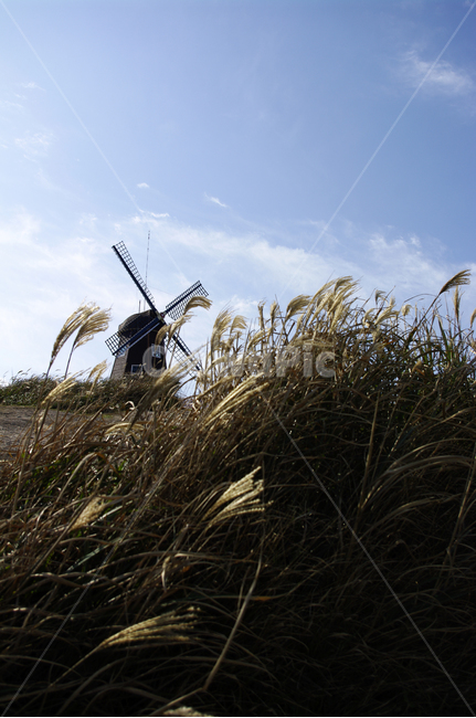 하늘,풍차,억새,식물,구름,grass,잔디,plant