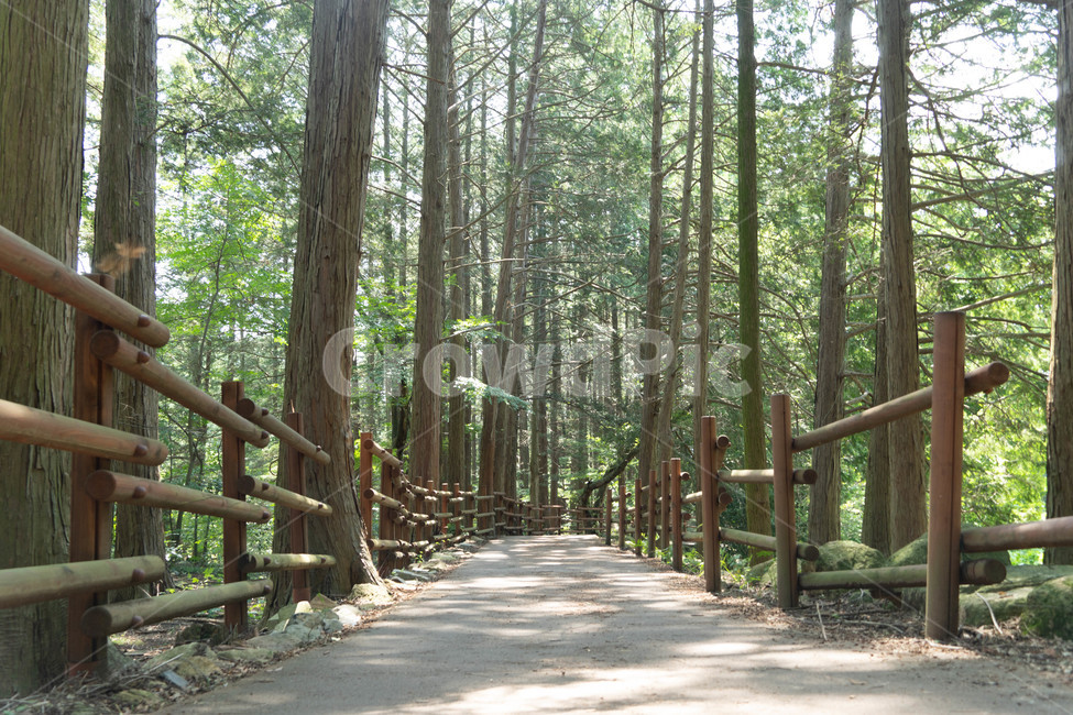 healing,tree,walking path,forest bathing,May you enjoy it