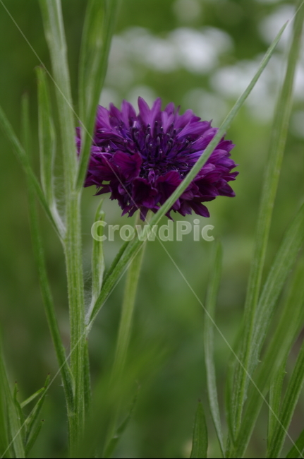 꽃,flower,식물,plant,자연,nature