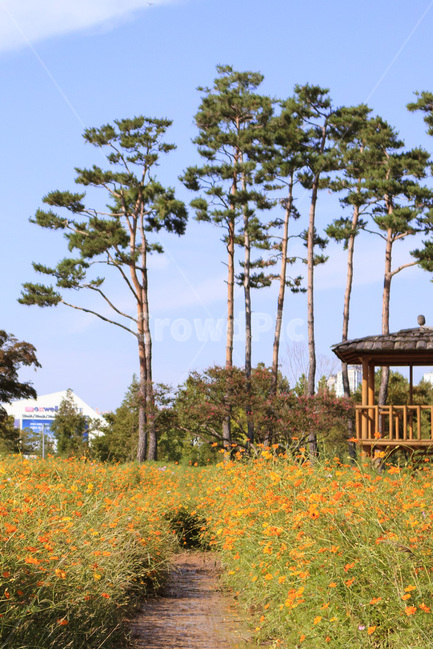 outdoors,옥외,nature,자연,flower,꽃,blossom,상동호수공원,정자,나무,tree,길,코스모스