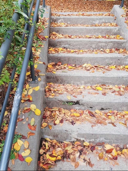 숲,산책,가을,낙엽,햇살,힐링,돌계단,노랑,가을,계절,fall,autumn,season,flagstone,판석