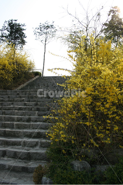 개나리,봄,봄날,감성,spring,flower,풍경,식물,꽃,노란색,봄,계절,spring,season,자연,풍경,nature,landscape,handrail,난간,banister