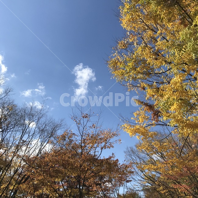 하늘,가을,낙엽,구름,자연,풍경,은행나무,단풍