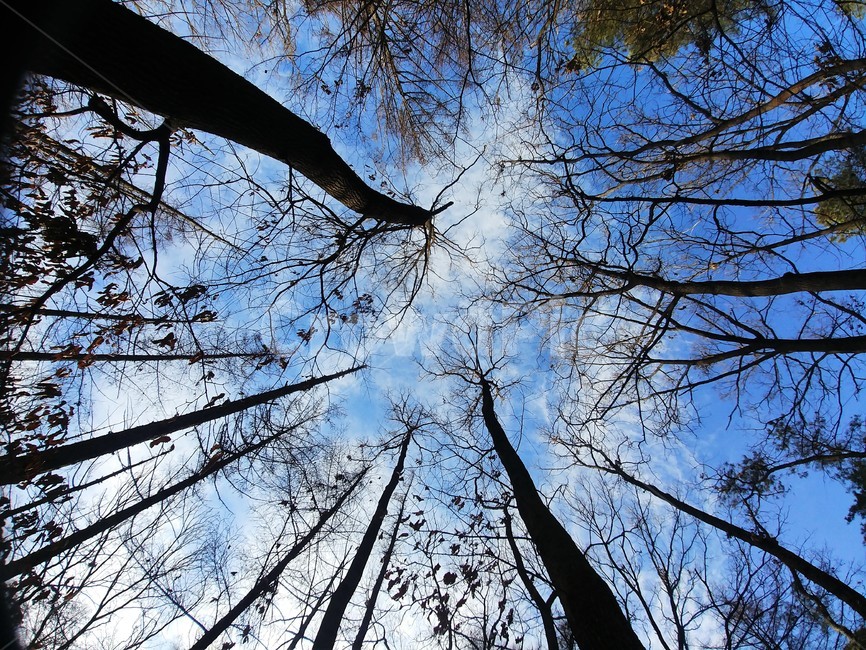 숲,나무,겨울숲,겨울나무,하늘,창공,sky,하늘풍경,자연풍경,한국풍경,자연경관,tree,plant,식물