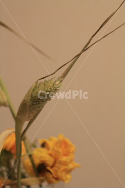 드라이플라워,꽃,줄기,노랑,접사,감성,식물,자연,plants,nature,꽃,flower,실내용화초,화분,화초,house plant,인테리어,실내디자인,interior design
