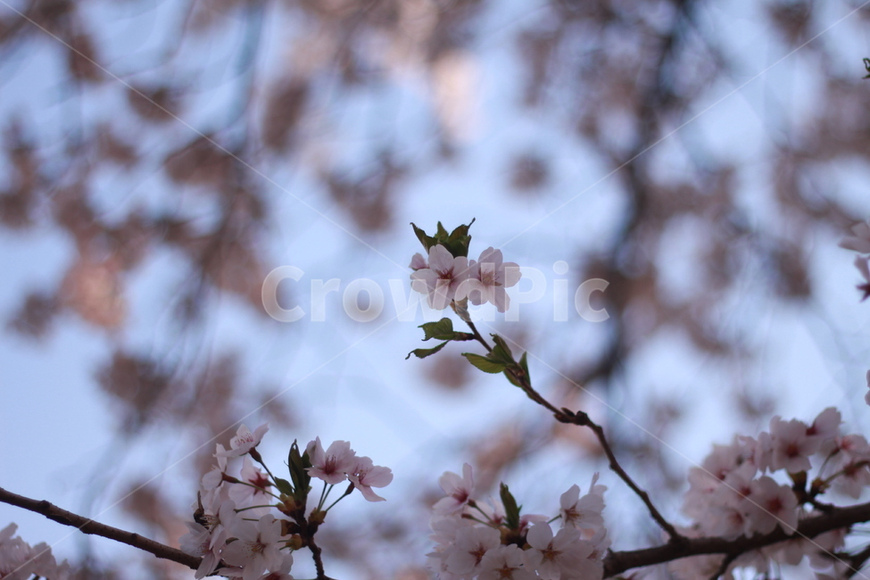 꽃,봄꽃,식물,flower,plants,봄,계절,spring,season,식물,자연,plants,nature,꽃,flower,plant,blossom