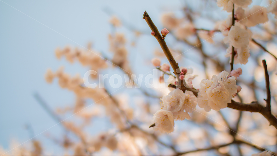매화,꽃,봄,매화꽃,자연,flower,nature,봄,계절,spring,season,식물,자연,plants,nature,꽃,flower,plant