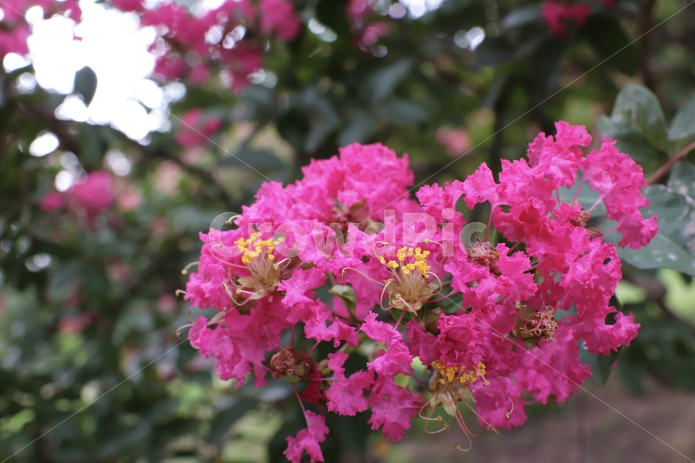 배롱나무,배롱,식물,꽃,분홍꽃,flower,plant,식물,자연,plants,nature,꽃,flower