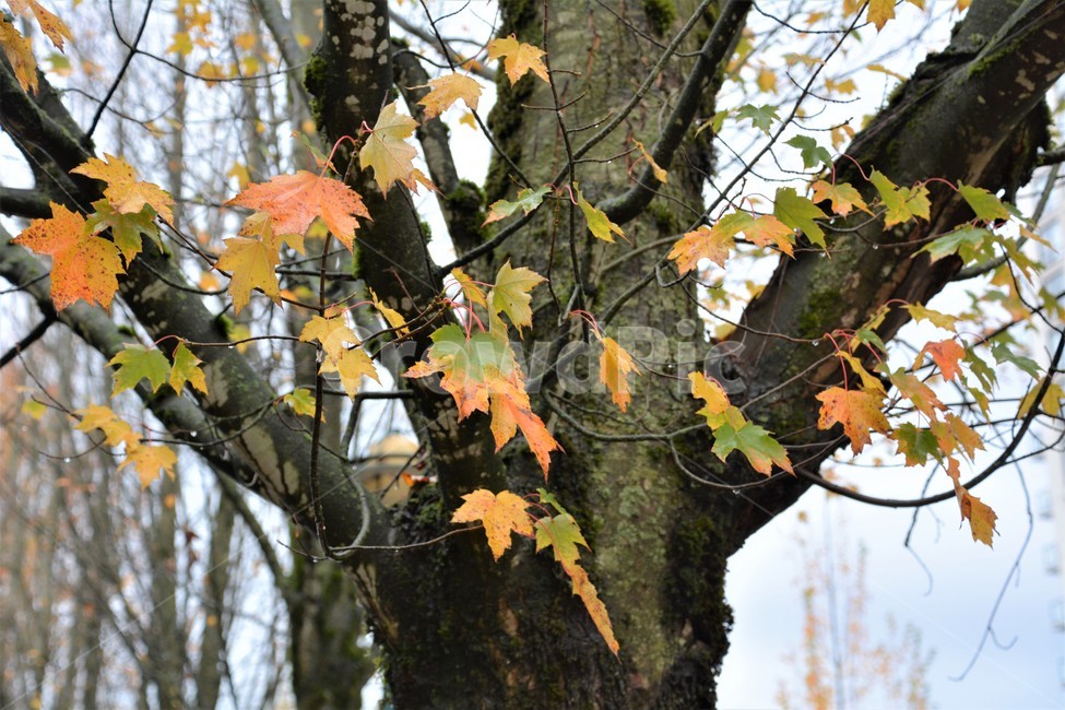 고목,자연,단풍,가을,정경,가을,계절,fall,autumn,season,식물,자연,plants,nature,나무,trees,wood,leaf,잎,plant,tree