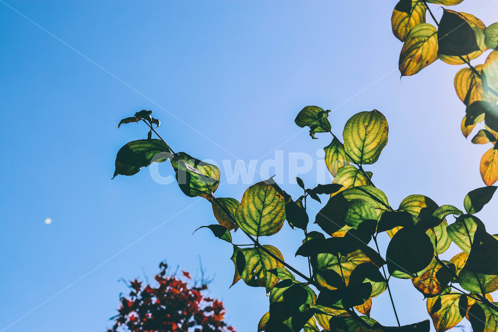 하늘,식물,자연,풍경,green,감성,감성사진,나뭇잎,나무잎,나무,산책,걷기,blue,plant,식물,자연,plants,nature