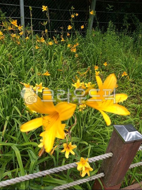 노란꽃,식물,자연,꽃밭,울타리