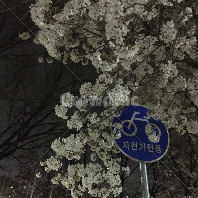 대구,꽃보라동산,벚꽃,봄,벚꽃구경,산책,갬성,봄,계절,spring,season,야경,밤,풍경,nightscape,night,landscape