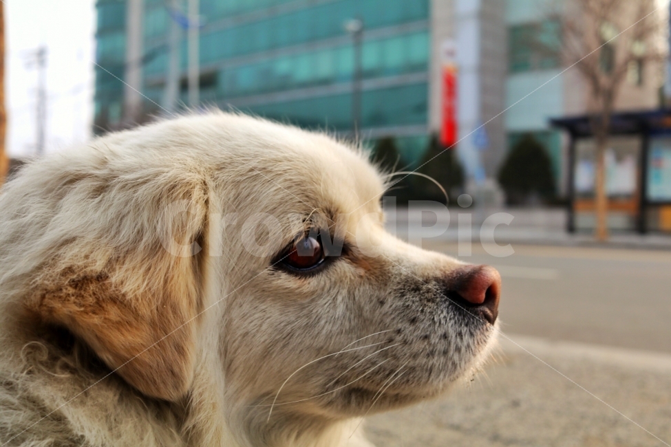 강아지,개,접사,유기견,사진,동물,animal,포유류,mammal,개,강아지,dog,doggy